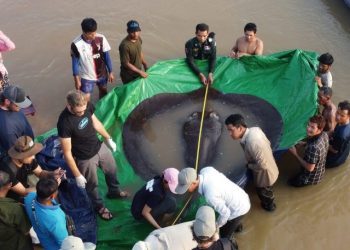 Cambodia Giant Stingray