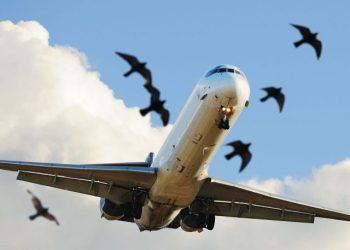 sunlit-airplane-taking-off-birds-close-up-royalty-free-image-1574709121