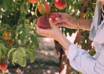 Fruits left to rot on trees because there is no one to pick them: Minister Claire