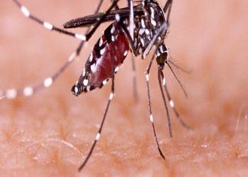 Zica,Virus,Aedes,Aegypti,Mosquito,On,Human,Skin,-,Dengue,