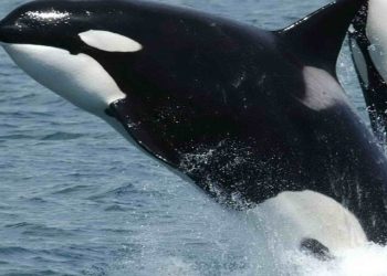 Killerwhales_jumping
