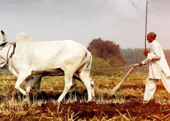 Farmer ploughing field