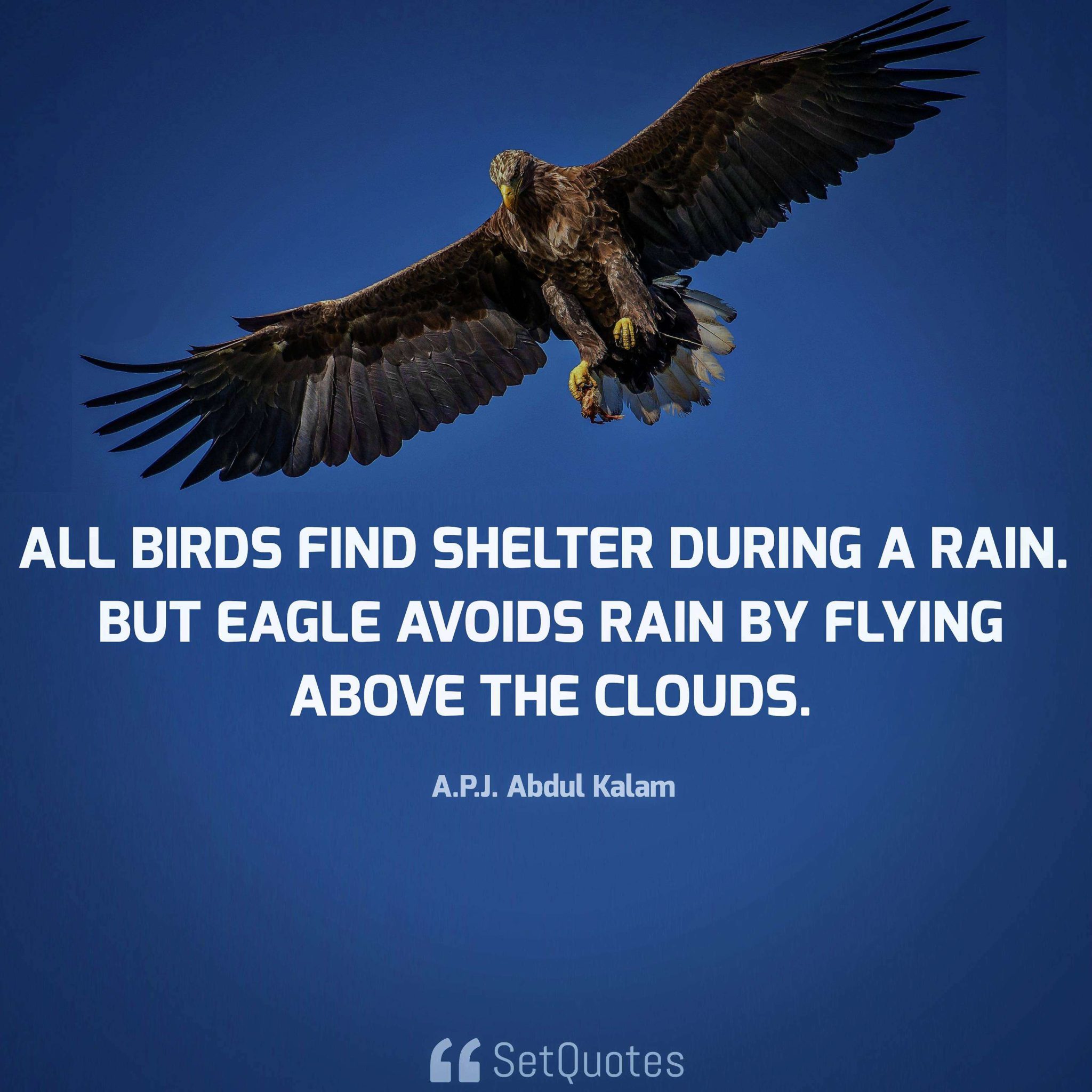 All-birds-find-shelter-during-a-rain.-But-eagle-avoids-rain-by-flying-above-the-clouds