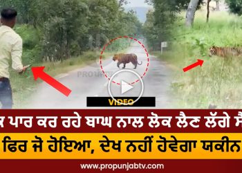 People started taking selfies with a tiger crossing the road, then what happened, you will not believe it: video