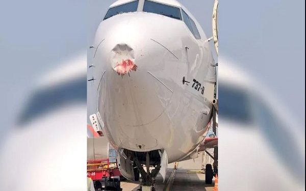 Akasa Air ਦੀ ਫਲਾਈਟ ਨਾਲ ਟਕਰਾਇਆ ਪੰਛੀ, ਦਿੱਲੀ ਏਅਰਪੋਰਟ 'ਤੇ ਕੀਤੀ ਲੈਂਡਿੰਗ ਤੋਂ ਬਾਅਦ ਨਜ਼ਰ ਆਇਆ ਡੈਮੇਜ਼