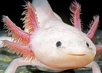 cropped-271704-1600x1066-axolotl-facts-as-unique-as-walking-fish.jpg