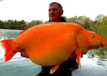 3 kg goldfish