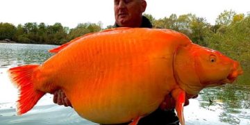 3 kg goldfish
