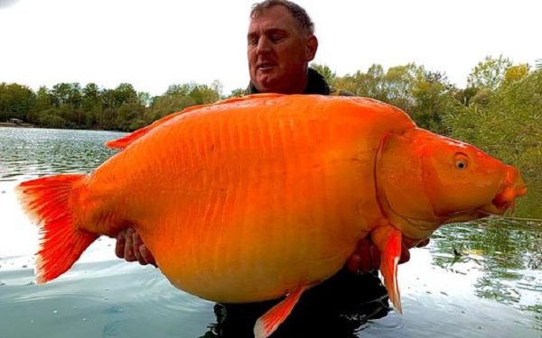 3 kg goldfish