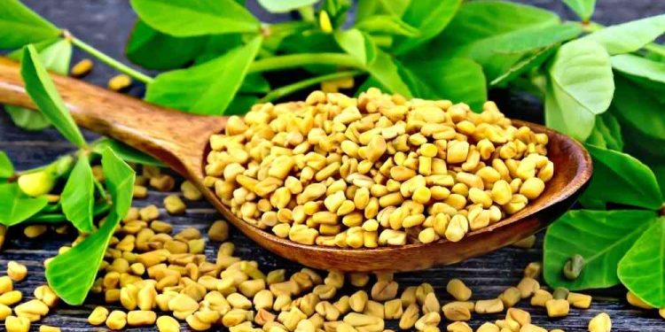 Fenugreek seeds-ਮੇਥੀ ਸਵਾਦ ਵਿੱਚ ਕੌੜੀ ਹੁੰਦੀ ਹੈ ਪਰ ਇਹ ਬਲੱਡ ਸ਼ੂਗਰ ਨੂੰ ਕੰਟਰੋਲ ਕਰਨ ਵਿੱਚ ਮਦਦਗਾਰ ਹੈ। ਮੇਥੀ ਦਾ ਸੇਵਨ ਖਾਲੀ ਪੇਟ ਕਰਨਾ ਚਾਹੀਦਾ ਹੈ, ਜੋ ਪਹਿਲਾਂ ਤੋਂ ਹੀ ਵਧੇ ਹੋਏ ਬਲੱਡ ਸ਼ੂਗਰ ਦੇ ਪੱਧਰ ਨੂੰ ਘਟਾਉਣ ਵਿੱਚ ਮਦਦ ਕਰਦੀ ਹੈ। ਅਸਲ ਵਿੱਚ ਮੇਥੀ ਗਲੂਕੋਜ਼ ਨੂੰ ਹਜ਼ਮ ਕਰਨ ਵਿੱਚ ਮਦਦ ਕਰਦੀ ਹੈ ਅਤੇ ਖਰਾਬ ਕੋਲੈਸਟ੍ਰੋਲ ਨੂੰ ਘੱਟ ਕਰਦੀ ਹੈ।