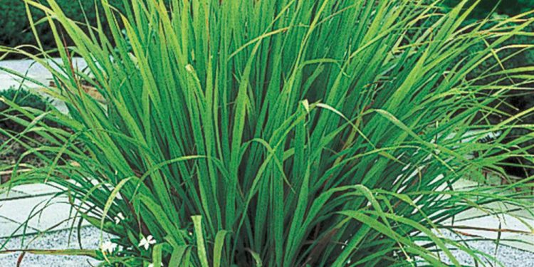 ਲੈਮਨ ਗ੍ਰਾਸ (Lemon grass): ਇੱਕ ਔਸ਼ਧੀ ਪੌਦਾ ਹੈ, ਜੋ ਖਾਸ ਤੌਰ 'ਤੇ ਦੱਖਣ-ਪੂਰਬੀ ਏਸ਼ੀਆ ਵਿੱਚ ਪਾਇਆ ਜਾਂਦਾ ਹੈ। ਇਹ ਘਾਹ ਵਰਗਾ ਲੱਗਦਾ ਹੈ। ਇਸ ਦੀ ਮਹਿਕ ਵੀ ਨਿੰਬੂ ਵਰਗੀ ਸੀ। ਇਸ ਤੋਂ ਸੱਪ ਅਤੇ ਮੱਛਰ ਦੋਵੇਂ ਭੱਜਦੇ ਹਨ।