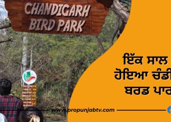 chandigarh bird park