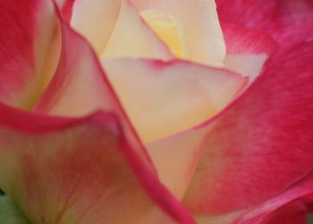 Double_Delight