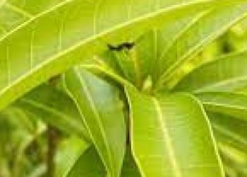 images (37)