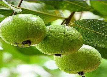 guava fruit