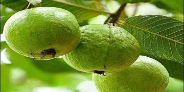 guava fruit