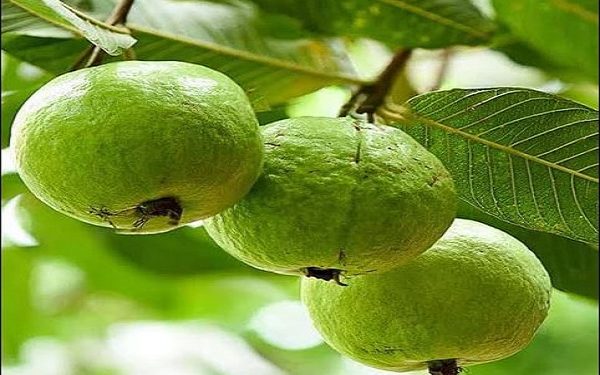 guava fruit