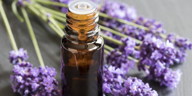 Lavender oil -ਕਈ ਵਾਰ ਜ਼ਿਆਦਾ ਡੈਂਡਰਫ ਦੇ ਕਾਰਨ ਵੀ ਵਾਲ ਝੜਦੇ ਹਨ। ਇਸ ਕੇਸ ਵਿੱਚ, ਲੈਵੈਂਡਰ ਤੇਲ ਵਾਲਾਂ ਦੇ ਮੁੜ ਵਿਕਾਸ ਵਿੱਚ ਮਦਦ ਕਰਦਾ ਹੈ। ਲੈਵੇਂਡਰ ਆਇਲ ਵਾਲਾਂ ਦੇ ਵਾਧੇ ਵਿੱਚ ਵੀ ਮਦਦ ਕਰਦਾ ਹੈ ਅਤੇ ਵਾਲਾਂ ਨੂੰ ਮਜ਼ਬੂਤ ​​ਕਰਦਾ ਹੈ। ਇਸ ਤੇਲ ਨੂੰ ਲਗਾਉਣ ਨਾਲ ਸਿਰ ਦੀ ਖੁਜਲੀ ਤੋਂ ਵੀ ਰਾਹਤ ਮਿਲਦੀ ਹੈ। ਕੈਸਟਰ ਆਇਲ ਨੂੰ ਲੈਵੇਂਡਰ ਆਇਲ ਵਿੱਚ ਮਿਲਾ ਕੇ ਸਿਰ ਦੀ ਮਾਲਿਸ਼ ਕਰਨ ਨਾਲ ਵਾਲਾਂ ਦੇ ਵਿਕਾਸ ਵਿੱਚ ਫਾਇਦਾ ਹੁੰਦਾ ਹੈ।