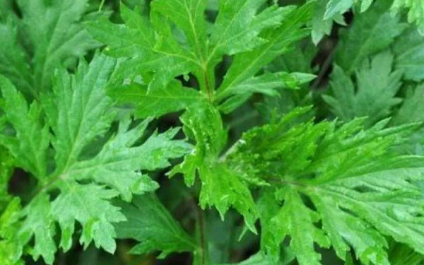 ਮਗਵਰਟ (mugwort): ਮਗਵਰਟ ਪੌਦਾ ਇੱਕ ਸਦੀਵੀ ਹੁੰਦਾ ਹੈ ਅਤੇ ਇਸ ਵਿਚ ਬਹੁਤ ਖੁਸ਼ਬੂ ਹੁੰਦੀ ਹੈ। ਹਾਲਾਂਕਿ ਮਗਵਰਟ ਨੂੰ ਇੱਕ ਬੂਟੀ ਮੰਨਿਆ ਜਾਂਦਾ ਹੈ, ਸੱਪ ਇਸ ਦੀ ਮੌਜੂਦਗੀ ਨੂੰ ਪਸੰਦ ਨਹੀਂ ਕਰਦੇ ਅਤੇ ਇਸ ਤੋਂ ਬਚਦੇ ਹਨ।