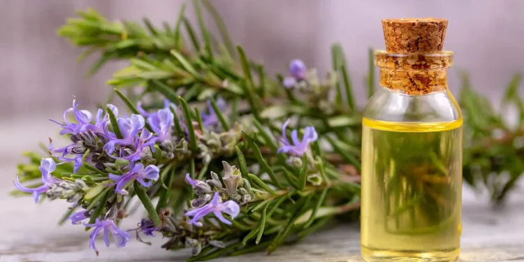 Rosemary oil-ਰੋਜ਼ਮੇਰੀ ਤੇਲ ਦੀ ਵਰਤੋਂ ਵਾਲਾਂ ਦੇ ਚੰਗੇ ਵਿਕਾਸ ਲਈ ਕੀਤੀ ਜਾਂਦੀ ਹੈ। ਜਿਨ੍ਹਾਂ ਲੋਕਾਂ ਦੇ ਵਾਲ ਬਹੁਤ ਪਤਲੇ ਅਤੇ ਕਮਜ਼ੋਰ ਹਨ, ਉਨ੍ਹਾਂ ਨੂੰ ਹਫ਼ਤੇ ਵਿੱਚ ਦੋ ਵਾਰ ਗੁਲਾਬ ਦੇ ਤੇਲ ਨਾਲ ਸਿਰ ਦੀ ਮਾਲਿਸ਼ ਕਰਨ ਦੀ ਸਲਾਹ ਦਿੱਤੀ ਜਾਂਦੀ ਹੈ। ਇਸ ਤੇਲ ਦੀ ਵਰਤੋਂ ਖੋਪੜੀ ਵਿੱਚ ਟੈਸਟੋਸਟ੍ਰੋਨ ਅਤੇ ਹੋਰ ਉਪ-ਉਤਪਾਦਾਂ ਨੂੰ ਕੰਟਰੋਲ ਕਰਦੀ ਹੈ। ਇਹ ਤੇਲ ਵਾਲਾਂ ਦੀਆਂ ਜੜ੍ਹਾਂ ਨੂੰ ਮਜ਼ਬੂਤ ​​ਕਰਦਾ ਹੈ ਅਤੇ ਵਾਲਾਂ ਦੀ ਲੰਬਾਈ ਨੂੰ ਵਧਾਉਂਦਾ ਹੈ।