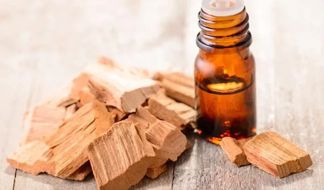 Sandalwood oil- ਚੰਦਨ ਦਾ ਤੇਲ ਉਨ੍ਹਾਂ ਲਈ ਬਹੁਤ ਵਧੀਆ ਸਰੋਤ ਹੈ ਜੋ ਸ਼ਿਕਾਇਤ ਕਰਦੇ ਹਨ ਕਿ ਉਨ੍ਹਾਂ ਦੇ ਵਾਲ ਚਿਪਚਿਪਾ ਅਤੇ ਤੇਲਯੁਕਤ ਰਹਿੰਦੇ ਹਨ। ਅਸਲ 'ਚ ਚੰਦਨ ਦੇ ਤੇਲ ਦੀ ਵਰਤੋਂ ਨਾਲ ਵਾਲਾਂ 'ਚ ਤੇਲ ਪੈਦਾ ਕਰਨ ਵਾਲੀਆਂ ਗ੍ਰੰਥੀਆਂ ਨੂੰ ਕੰਟਰੋਲ ਕੀਤਾ ਜਾਂਦਾ ਹੈ ਅਤੇ ਸਿਰ ਦੀ ਚਮੜੀ ਤੇਲ ਵਾਲੀ ਨਹੀਂ ਰਹਿੰਦੀ। ਜਦੋਂ ਖੋਪੜੀ ਤੇਲਯੁਕਤ ਨਹੀਂ ਹੋਵੇਗੀ, ਤਾਂ ਕੋਈ ਡੈਂਡਰਫ ਨਹੀਂ ਹੋਵੇਗਾ ਅਤੇ ਵਾਲ ਬੇਜਾਨ ਨਹੀਂ ਹੋਣਗੇ।