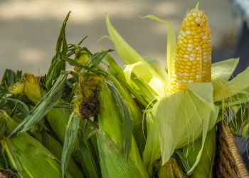 Erin Murphy and Tess Parr operate a satellite Eastern Market Farmer Market stand outside of a Focus: HOPE facility in Detroit, Michigan to provide local residents with fresh sweet corn and other vegetables and fruit. 
Photo by Preston Keres