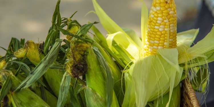 Erin Murphy and Tess Parr operate a satellite Eastern Market Farmer Market stand outside of a Focus: HOPE facility in Detroit, Michigan to provide local residents with fresh sweet corn and other vegetables and fruit. 
Photo by Preston Keres