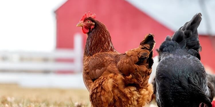 World Oldest Chicken ਮੁਰਗੀਆਂ ਦੀ ਔਸਤ ਉਮਰ 5-10 ਸਾਲ ਹੁੰਦੀ ਹੈ। ਪਰ, ਅਮਰੀਕਾ ਦੀ ਇੱਕ ਮੁਰਗੀ ਉਮਰ ਦੇ ਇਸ ਪੜਾਅ ਨੂੰ ਬਹੁਤ ਪਿੱਛੇ ਛੱਡ ਗਈ ਹੈ।ਇਸ ਦਾ ਨਾਮ ਪਿਨਿਟ ਹੈ।