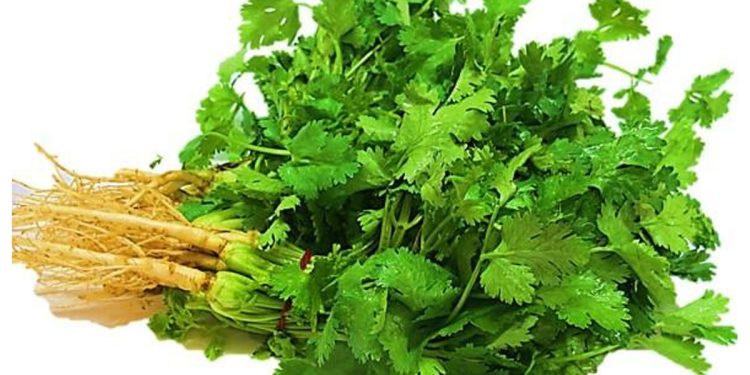 Coriander Leaves Benefits: ਧਨੀਆ ਸਬਜ਼ੀਆਂ ਦਾ ਸਵਾਦ ਵਧਾਉਣ ਦੇ ਨਾਲ-ਨਾਲ ਬਹੁਤ ਫਾਇਦੇਮੰਦ ਹੁੰਦਾ ਹੈ। ਸਾਡੇ ਸਰੀਰ ਨੂੰ ਧਨੀਏ ਤੋਂ ਬਹੁਤ ਸਾਰੇ ਪੋਸ਼ਕ ਤੱਤ ਮਿਲਦੇ ਹਨ ਪਰ ਕੀ ਤੁਸੀਂ ਜਾਣਦੇ ਹੋ ਕਿ ਧਨੀਆ ਸ਼ੂਗਰ ਦੇ ਮਰੀਜ਼ਾਂ ਲਈ ਬਹੁਤ ਫਾਇਦੇਮੰਦ ਹੁੰਦਾ ਹੈ।