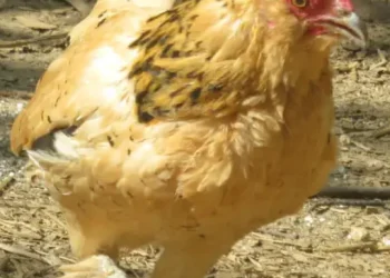 split-image-of-Peanut-the-oldest-chicken_tcm25-739655