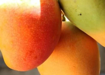 846328-most-expensive-mango-04