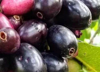 Jamun-Agrikrit-bah