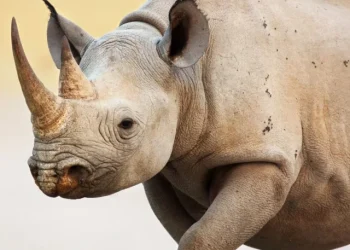 rhino_shutterstock_60362779-scaled-e1655220982564