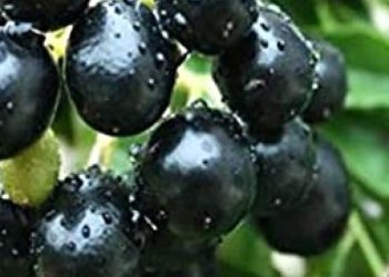 BlackJamun