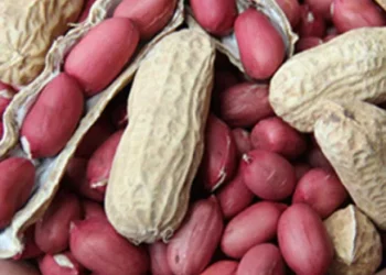 cropped-Red-Peanut-Seeds_grande.webp