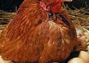 egg_B_130716