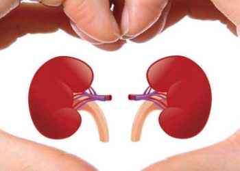 ek_Kidneys-uniquefacts-net