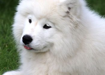 cropped-Samoyed-price-in-India.jpeg