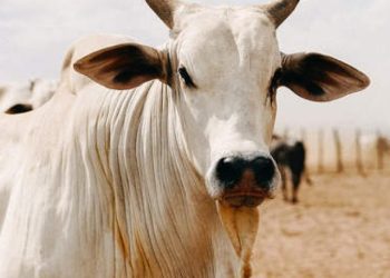 cropped-nellore-cow-9