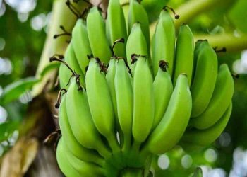 benefits of eating raw banana