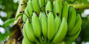 benefits of eating raw banana