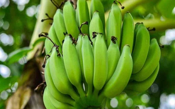 benefits of eating raw banana